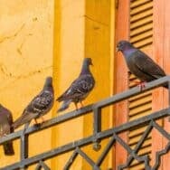 Pigeons : éloignez-les de votre balcon grâce à cette couleur dissuasive