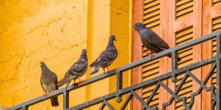 Pigeons : éloignez-les de votre balcon grâce à cette couleur dissuasive
