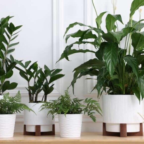 Plantes d’intérieur : l’astuce à la cannelle retarde le traitement des plantes malades