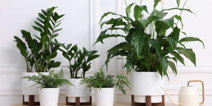 Plantes d’intérieur : l’astuce à la cannelle retarde le traitement des plantes malades