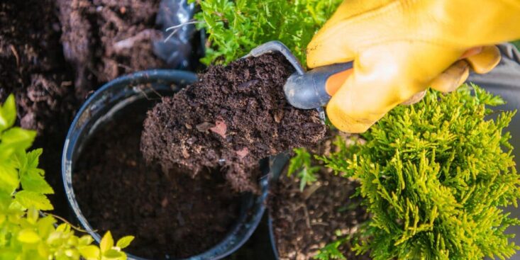 Marc de café: l’astuce naturelle qui sécurise les allées verglacées sans abîmer les sols cet hiver
