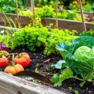 Limaces au potager : l'astuce à la bière attire encore plus de nuisibles vers vos salades