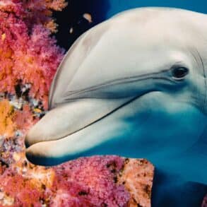 Dauphins et orques : ces animaux marins franchissent un cap évolutif qui pourrait changer votre vision de la nature