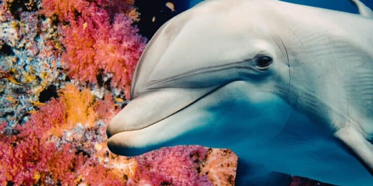 Dauphins et orques : ces animaux marins franchissent un cap évolutif qui pourrait changer votre vision de la nature
