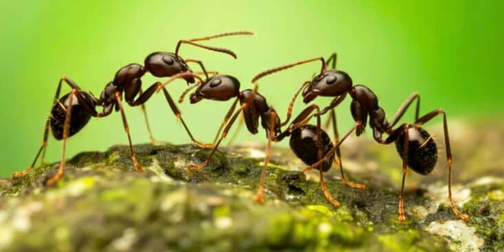 Fourmis : repoussez-les naturellement avec de la craie, une astuce simple qui fonctionne