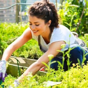 Méthode 3-2-1 : la combinaison exacte de 6 vivaces pour un massif sans arrosage tout l'été