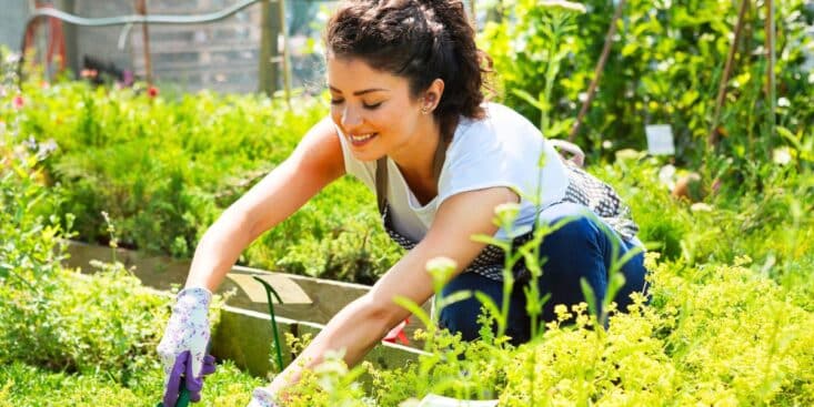 Méthode 3-2-1 : la combinaison exacte de 6 vivaces pour un massif sans arrosage tout l'été