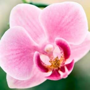 Orchidée : la phase d'obscurité de 2 à 3 semaines déclenche la floraison toute l'année