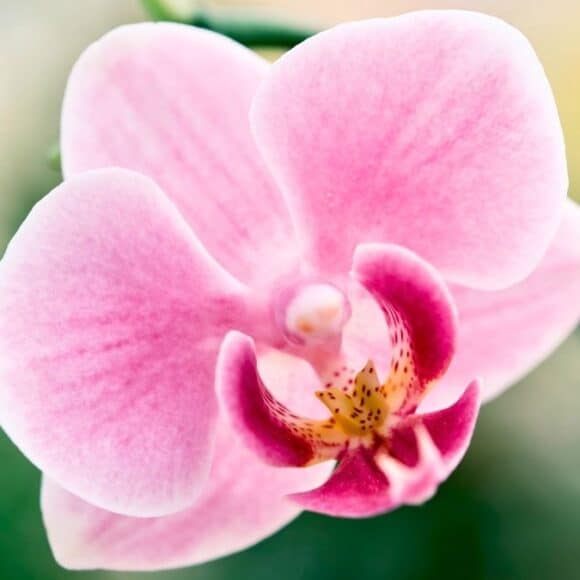 Orchidée : la phase d'obscurité de 2 à 3 semaines déclenche la floraison toute l'année