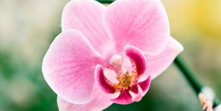 Orchidée : la phase d'obscurité de 2 à 3 semaines déclenche la floraison toute l'année