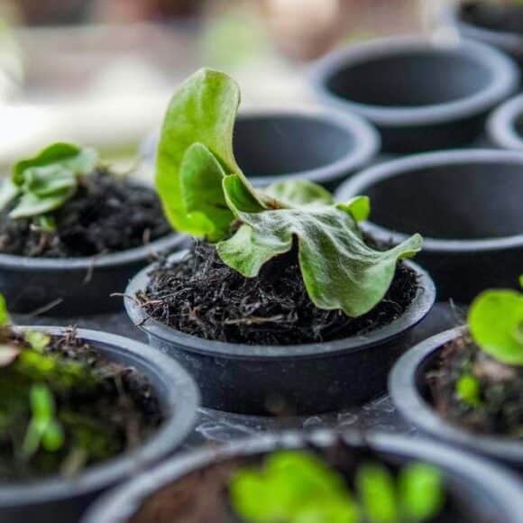 Plantes d'intérieur panachées : 5 raretés rares qui transforment votre salon en galerie végétale
