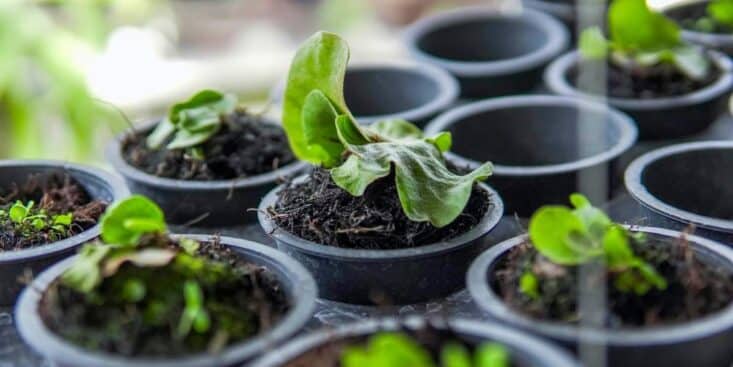 Plantes d'intérieur panachées : 5 raretés rares qui transforment votre salon en galerie végétale