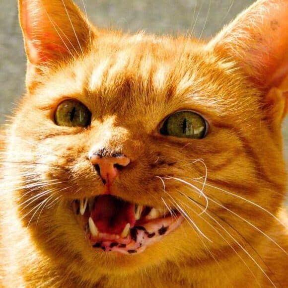Votre chat miaule la nuit : 6 astuces pour enfin dormir tranquille