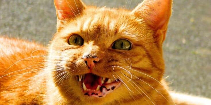 Votre chat miaule la nuit : 6 astuces pour enfin dormir tranquille