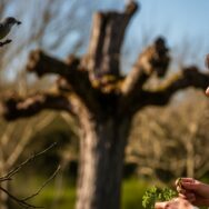 SoonNight - Gobemouche gris : cet oiseau discret revient en France en avril et vous pouvez l'observer avec cette astuce simple