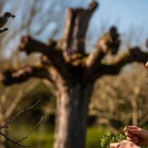 SoonNight - Gobemouche gris : cet oiseau discret revient en France en avril et vous pouvez l'observer avec cette astuce simple
