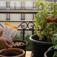 SoonNight - Lidl vend un engrais tomates à moins de 3 euros pour obtenir des récoltes géantes sur votre balcon