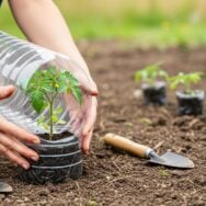 SoonNight - Bouteille en plastique : cette astuce gratuite protège vos semis du froid en avril