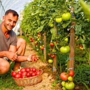 Coquille d'œuf : ce geste 100 % gratuit protège vos tomates du cul noir cet été
