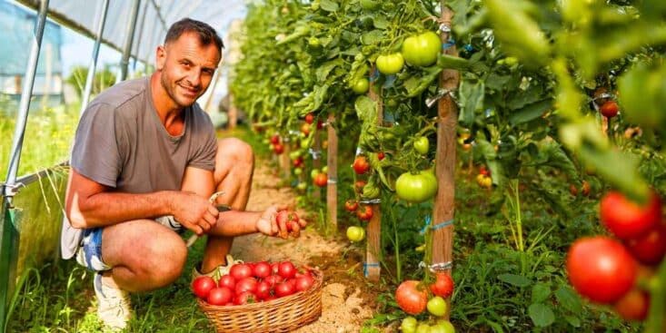 Coquille d'œuf : ce geste 100 % gratuit protège vos tomates du cul noir cet été
