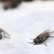 Fini les mouches chez vous avec cette astuce de 1968 avec un simple papier les fait fuir rapidement