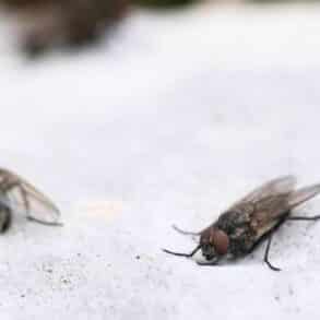 Fini les mouches chez vous avec cette astuce de 1968 avec un simple papier les fait fuir rapidement