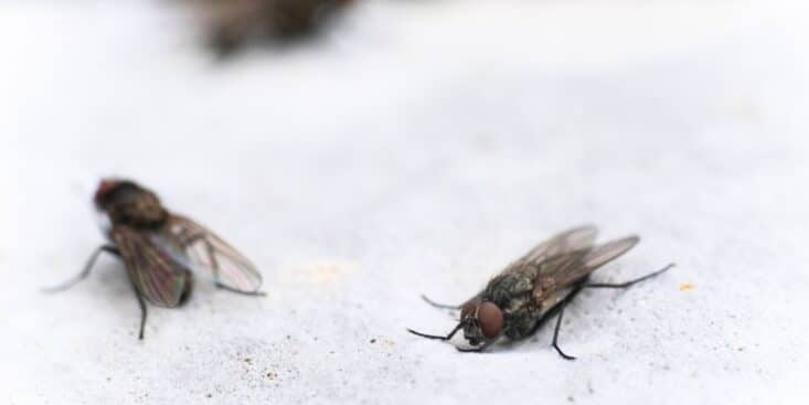 Fini les mouches chez vous avec cette astuce de 1968 avec un simple papier les fait fuir rapidement