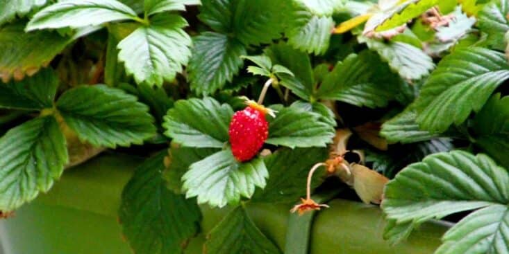 Fraisiers : arrosez-les au printemps avec du marc de café pour obtenir des fruits plus gros