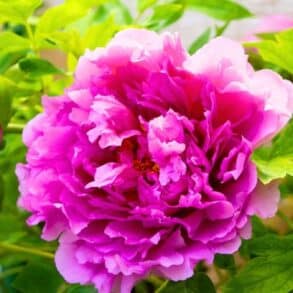 Pivoines : le geste à faire en avril pour ne pas ruiner votre floraison