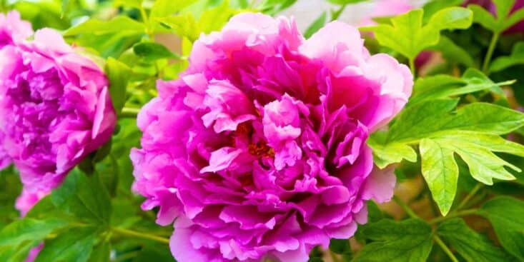 Pivoines : le geste à faire en avril pour ne pas ruiner votre floraison