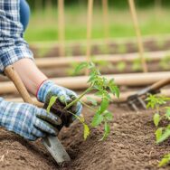 SoonNight - Tomates au potager : la plantation profonde que vous oubliez peut vous faire gagner 50 kg de récolte