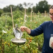 SoonNight - « J'en mets dans l'arrosoir depuis des années » : cette préparation naturelle qui freine le mildiou sur les tomates