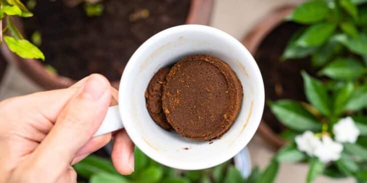 Ce déchet de café du matin que vous jetez chaque jour peut nettoyer, embellir et fertiliser à votre place
