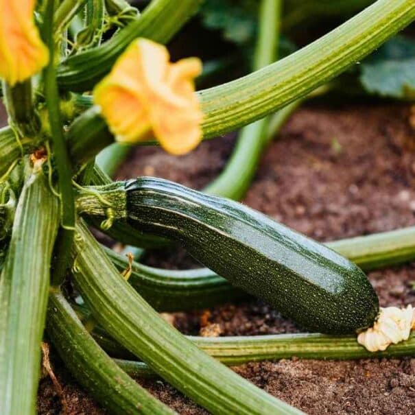 Courgettes : un simple carton mouillé au pied des plants peut multiplier votre récolte par 5 cet été
