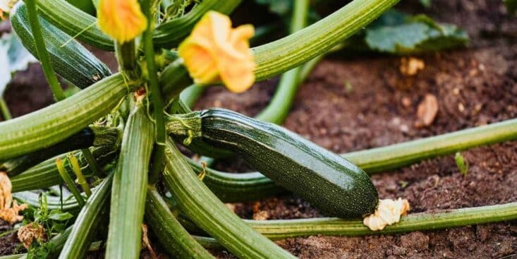 Courgettes : un simple carton mouillé au pied des plants peut multiplier votre récolte par 5 cet été