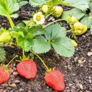 Fraisiers : un arrosage bien dosé au pied change tout pour votre récolte de fraises