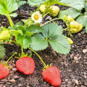 Fraisiers : un arrosage bien dosé au pied change tout pour votre récolte de fraises