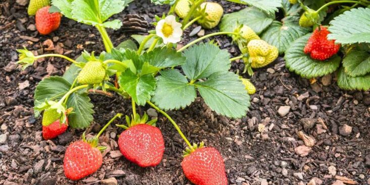 Fraisiers : un arrosage bien dosé au pied change tout pour votre récolte de fraises