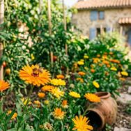 SoonNight - Fini les massifs ternes cet été : la fleur que les jardiniers plantent au potager pour attirer les abeilles sans effort