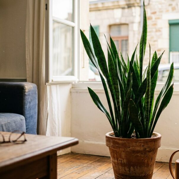 SoonNight - Fini le ficus capricieux quand il fait 30 °C : cette plante d'intérieur increvable rafraîchit le salon tout l'été