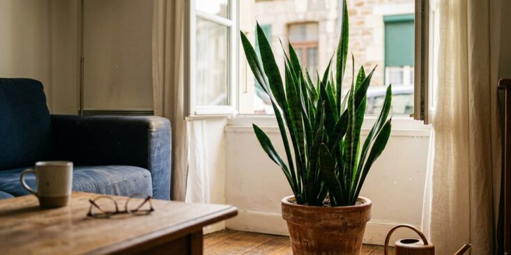 SoonNight - Fini le ficus capricieux quand il fait 30 °C : cette plante d'intérieur increvable rafraîchit le salon tout l'été