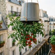 SoonNight - « J'ai planté mes tomates à l'envers pour tester » : ce que ce seau suspendu change vraiment sur un balcon