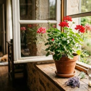 SoonNight - Cette plante posée sur le rebord de fenêtre crée une barrière olfactive qui fait fuir les moustiques tout l'été