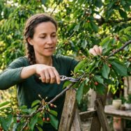 SoonNight - Ce geste tout bête sur le cerisier en été peut doubler la récolte de cerises l'an prochain