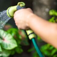SoonNight - Arroser ses arbustes en pleine canicule devient inutile avec ces 3 gestes de paysagiste dès juillet