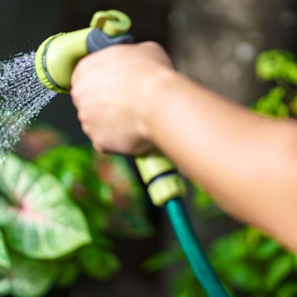 SoonNight - Arroser ses arbustes en pleine canicule devient inutile avec ces 3 gestes de paysagiste dès juillet