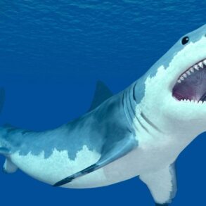 SoonNight - Plus de 40 espèces de requins en France : faut-il vraiment craindre la baignade cet été ?