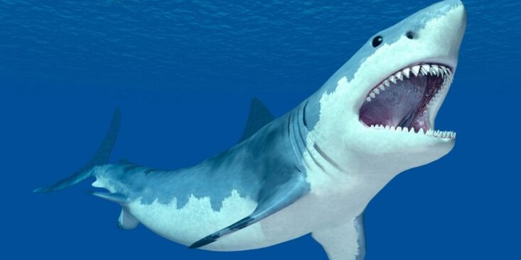 SoonNight - Plus de 40 espèces de requins en France : faut-il vraiment craindre la baignade cet été ?